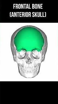 The Frontal Bone: What the Face Reveals