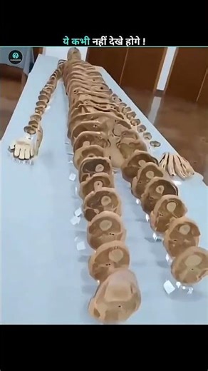 pices of human being