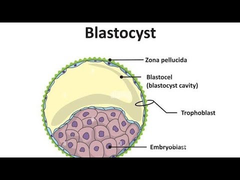 Blastocyst ; stage in early embryonic development, 5–6 days after fertilization