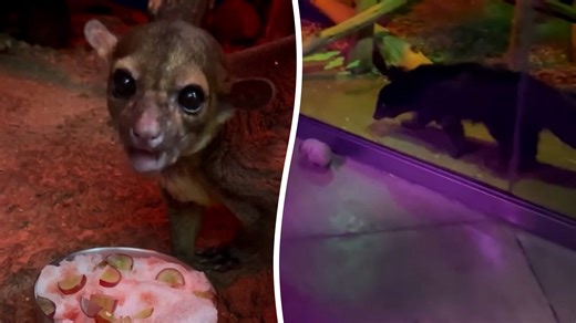 Nocturnal animals join snow day fun indoors at Memphis Zoo