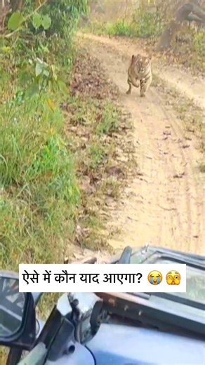 Kuch yaad kerne ka time hi nahi mila. Watch the full documentary here https://youtu.be/Z8q5P3TdbV0 #tigerattack #tigersofindia #junglesafari #dudhwa #wildlifephotography #wildlufephotographer | Unwildindia