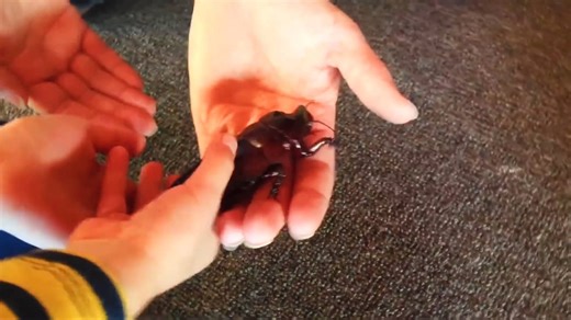 Most unpredictable things found only in this country