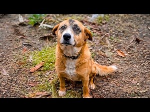 Punished by His Owner For Going Out, The Dog With a Bruised Face Begged for Help