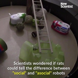 36K views · 252 reactions | Rats make friends with robot rats and free them from cages https://www.newscientist.com/article/2186464-rats-can-make-friends-with-robot-rats-and-will-rescue-them-when-stuck/ | New Scientist | Facebook