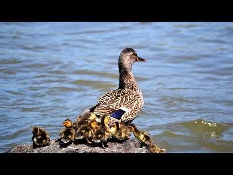 The call of the Duck (Mallard) - Ducks Quacking | 10 Hours