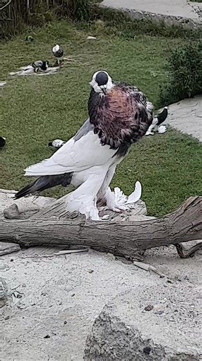 Reversing Behavior of Pouter Pigeons Explained