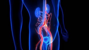 Human Urinary System Kidneys with Bladder Anatomy Animation Concept. 3D
