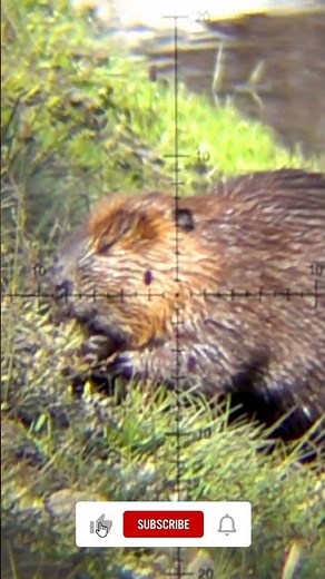 Super Slow-Motion Beaver Shot: 1000 frames/second