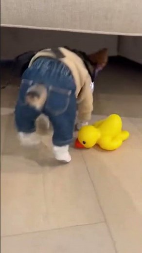 Miniature Yorkie Navigates Floor Like a GPS