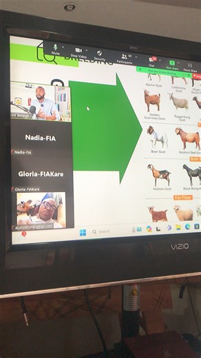 Join Fred as he teaches the basics of goat farming and also the secrets of animal nutrition 💪🏾 #farminginafrica #semanhyiafarms #nigeriatiktok🇳🇬🇳🇬🇳🇬 #ghanatiktok🇬🇭 #nutrition #animalhealth #agriculture #webinar | Farming In Africa