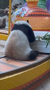 15K views · 717 reactions |  #PandaLove #cute #Panda | Pandaful | Facebook