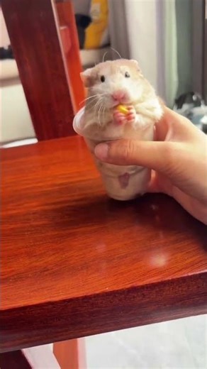 Uncover Hidden Private Goods with Our Golden Thread Bear Hamster Care Tips