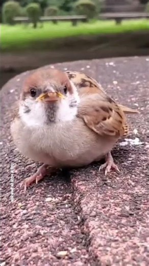 house sparrow : social birds : गौरैया #sparrow #birdfacts #savesparrow #गौरैया