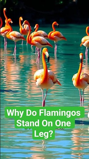 Why Do Flamingos Stand On One Leg?