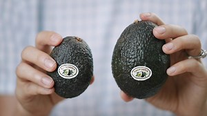 186K views · 419 reactions | California Avocados come in all shapes and sizes! Learn all about avocado sizes: https://www.californiaavocado.com/difference-between-small-and-large-avocados | California Avocados | Facebook