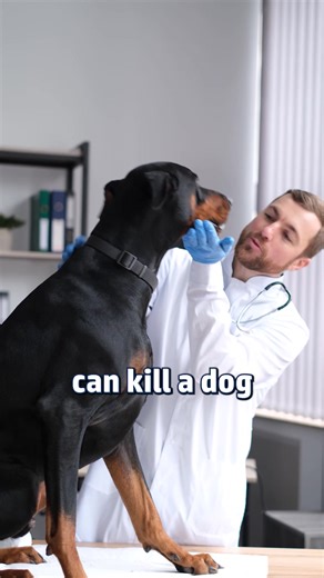 Doberman bloat warning signs every owner must know 🐶 NOTE: We are not veterinarians. We are dog trainers. Please consult with your vet #DobermanPinscher #DobermanHealth #DogHealthAwareness #GDVPrevention #DogOwnerTips #DobermanCare #PetHealthEducation