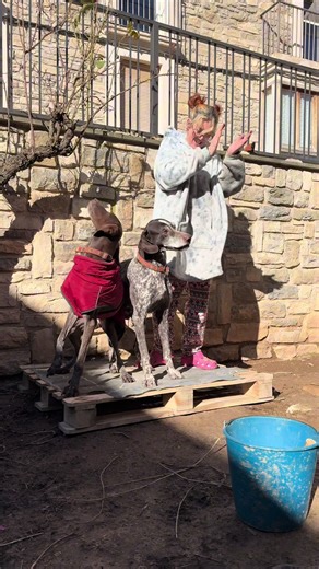 Les apaño una camita con retales de todo lo que han ido destrozando 👌🏼 En estos momentos lo que toca es reciclar todo lo que pueda, así que te traigo otro capítulo de “bricojor” 🪚 #bricolaje #bricolagefacile #diy #losraspasfamily