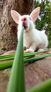 Rabbit-Pet Animel Eatting Grass #petcare #petanimals | Sohan Miah