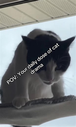 JUST A CAT- NO LOUGAWOU HERE. Just....A.......Cat 👀 #lougawou #shapeshifter #妖怪 #iknowyoulyin