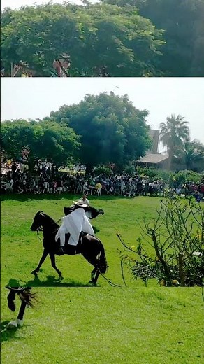 Danza La Marinera con Caballos de Paso #danza #danzasfolkloricas #folklore #danzasdelperu #marinera