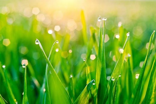 Morning Has Broken 雨にぬれた朝 ブネッサン 歌詞の意味・訳・試聴など