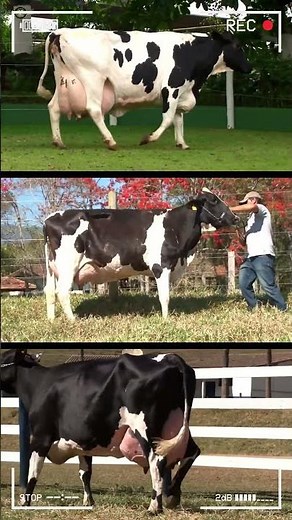 🔴 HOLSTEIN CATTLE Breed ✅ Dairy Cows Biggest Bulls And Cow #bulls #nelore #holstein