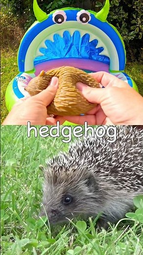 Learn Animal Names for Babies Toddlers Kids at the Monster Pool: Toucan Lizard Cow Hedgehog Capybara
