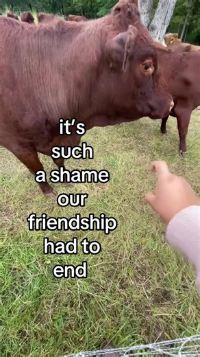 Funny Cow Friendship and Steak Cooking