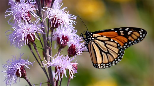 Help monarch butterflies: Submit tagging data to Monarch Watch