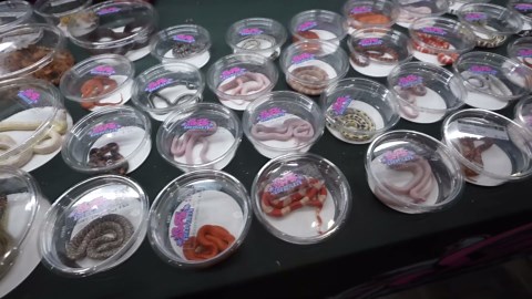 Watch what happens when a live alligator moves through a crowd