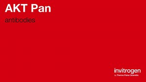 AKT Pan antibodies from Thermo Fisher Scientific