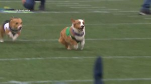Corgi race steals the show at NFL game