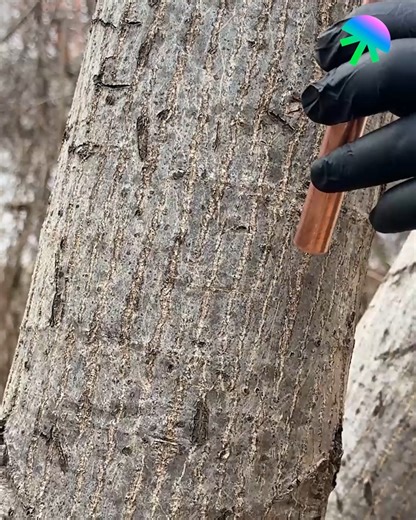 2.7K views | Tree grafting technique | Science Room | Facebook