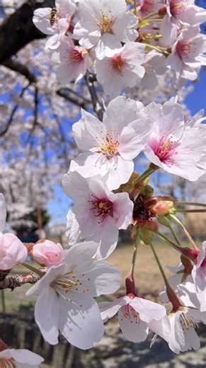 福島県 夜の森公園🌸#桜 #福島県 #夜の森公園
