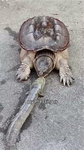 Alligator Snapping Turtle’s INSANE Bite Power 😱🐢 | Wild Nature Moment #Shorts