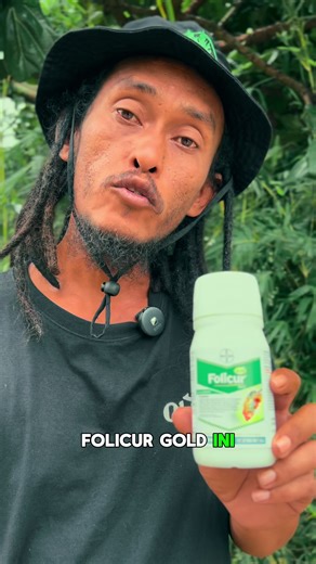 Fungisida Folicur Gold untuk Tanaman Padi