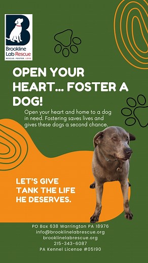 URGENT - Foster Home Needed | Brookline Labrador Retriever Rescue