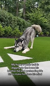 Siberian husky attitude explained dramatic loud and unapologetic