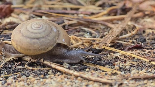 Siamese Common Snail, Sarika siamensis, is slowly crawling on the sand.