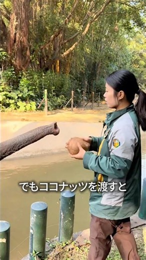 How Elephants Eat Coconuts