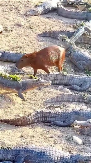 kya crocodile capybara ko khate hain? 🐊🐹#shorts #shortsfeed #ytshorts #marinelife #crocodile