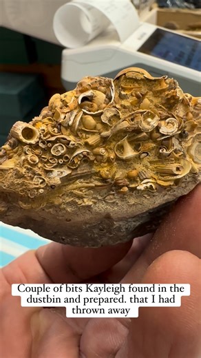 112K views · 3.4K reactions | Amazing what’s in a small pebble Ammonites from Charmouth Shells and Gastropods isle of white? | Charmouth Fossils | Facebook