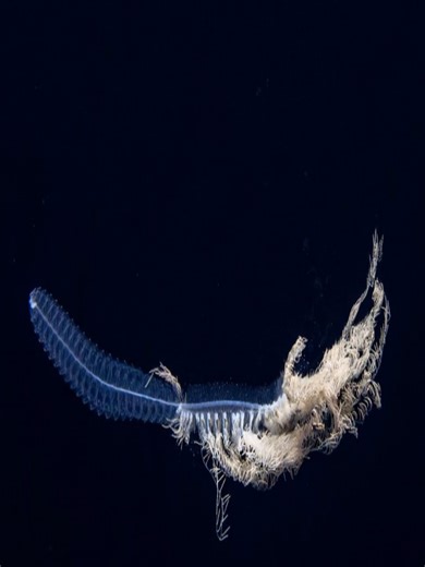 Exploring Siphonophores: The Fascinating Colonial Organisms