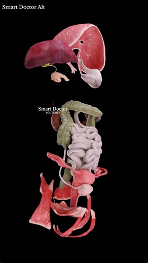 105K views · 974 reactions | Your Body's Anatomy ✨ . . Diaphragm: A...