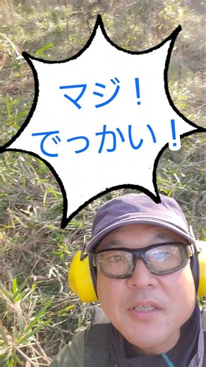 でっかいヤマザクラを見つけた！いやマジ、デカいんですけど、映像だと大きく見えない、でもデッカイのよ！#茨城県 #桜川市 #山桜 #shorts