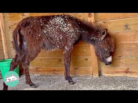 Donkey Rescued from Killing Pen Becomes Close Friends with Humans | Cuddle Donkeys