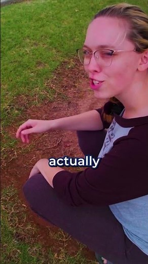 how to fix bare patches in Bermuda grass lawns