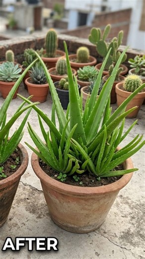 How to Get Lots of Aloe Vera Babies 🌱 #plants #garden #aloevera