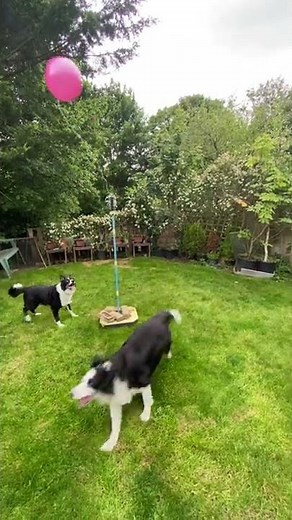 Border Collies Play Tetherball || ViralHog