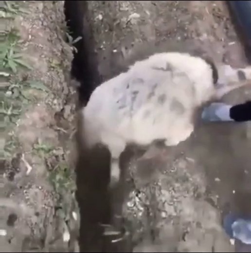 Hilarious Sheep Ditch Gif: Finding the Perfect Spot